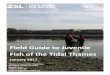 Field Guide to Juvenile Fish of the Tidal Thames · 2020. 7. 23. · Pete Liptrop, John Newman, Paul Peters, Adrian Pinder, David Powell and Katherine Tye who provided invaluable