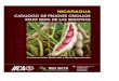 CATALOGO DE FRIJOLES CRIOLLOS ROJO SEDA DE LAS … · 2014. 4. 23. · La caracterización genética y morfo-agronómica de los frijoles criollos rojo seda de Las Segovias, Nicaragua,