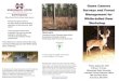 Game Camera Surveys and Forest Management for White …4 Hours Category A BORF CFE Credits 4 hours Category I CLE Credits. A workshop for private non-industrial forest landowners and