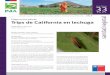 Plaga en hortalizas: Trips de California en lechuga · 2020. 12. 13. · INIA más de 50 años aportando al sector agroalimentario nacional epidermis de frutos, flores, pedúnculos