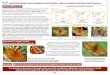 1 Identification Guide: Large and Medium-sized Fritillaries - European Butterflies … Frits... · 2020. 1. 30. · Identification Guide: Large and Medium-sized Fritillaries - Argynnis,