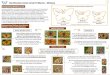 Identification Guide: Small Fritillaries - Melitaea 1 - European Butterflies Frits... · 2020. 10. 29. · Identification Guide: Small Fritillaries - Melitaea Distinguishing Melitaea