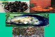 Les Mollusques - Freenico8386.free.fr/cours/BA/Mollusques.pdf · Objectifs de la séance: • Mettre en évidence les caractères communs aux 3 espèces • Dégager les caractères
