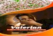Valerian (Valeriana officinalis) · officinalis L. (Fam. Valerianacae) and Valeriana wallichii as a Herbal remedy for-sleeping disorders and nefvous tension Valeriana officinalis
