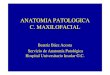 ANATOMIA PATOLOGICA C. MAXILOFACIAL - University of Las Palmas de … · 2011. 9. 9. · TUMORES DE LOS MAXILARES • Tumores odontogénicos: diferenciación hacia estructuras dentarias