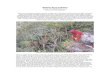 Stano de la Culebra - OztotlSótano de la Culebra text by Terri Whitfield Sprouse photos by Peter Sprouse After the vivid green mosses thick as a shag rug in the upper portions of