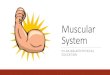Muscular System - Summit Hill...The muscular system is important to us because it helps our bodies move. Muscles take up almost half of our body weight. They are made of elastic tissue,