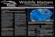 i l d l i f C a r i n g f o r w Wildlife MattersWildlife Matters Quarterly newsletter of the St. Francis Wildlife Association Route 159 / P.O. Box 38160, Tallahassee, FL 32315 - (850)