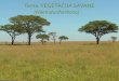Tema: VEGETACIJA SAVANE (Hiemiduriherbosa) · 2020. 3. 29. · Vegetacija Afričke savane •Od trava najčešće su vrste iz rodova: •Panicum •Andropogon •Chlora Panicum maximus