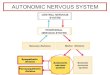 AUTONOMIC NERVOUS SYSTEM 20-21 · 2020. 11. 5. · Gastro-intestinal tract: Increased secretion Increased peristalsis Decreased sphincter tone Bladder: Increased detrusor tone Decreased