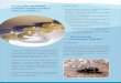Doenças de veiculação hídrica§as.pdf · sejam plantas ou animais, como patos e gansos. • Evitar a poluição das águas nos meses que se se-guem à estação chuvosa, quando