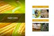 SWEET CORN - Soil Wealth Integrated Crop Protection · 2019. 9. 2. · SWEET CORN Boil smut Damping off Page 292 Page 296 Fusarium cob rot Head smut Page 300 Page 304. 292 293 Formation