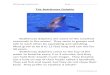 Have Fun Teachingfiles.havefunteaching.com/worksheets/reading/reading... · 2020. 2. 24. · Skill-Reading Comprehension Name The Bottlenose Dolphin Bottlenose dolphins are some of