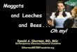 Maggots and Leeches and Bees . . . Oh my! - NUNM...Outline BioTherapy Definitions & Examples BioTherapy for Wound Care Leech Therapy Phage Therapy Bee Venom Therapy Maggot Debridement