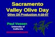 Sacramento Valley Olive Day - UCANR · • Sevillano • Taggiasca Medium • Aglandau •Barnea • Bosana • Bouteillan •Farga • Hojiblanca • Manzanillo Strong • Arbosana