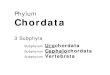 Phylum Chordata - Florida State Universitybsc2011l/F Spr 08 04 Chordata.pdfPhylum Chordata 3 Subphyla Subphylum Uro chordata Subphylum Cephalo chordata Subphylum Vertebrata Subphylum