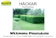 HÄCKAR - Wickmans Plantskola · 2014. 4. 3. · Aronian är vår nästpopuläraste häck, snygga blanka blad, växer snabbt, friväxande t.o.m 3 m hög och ger vackra och nyttiga