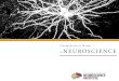Undergraduate Major in NEUROSCIENCE · 2020. 12. 16. · The Neuroscience Education, Undergraduate Research & Outreach (NEURO) Club is a Registered Student Organization (RSO) at the