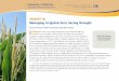 Drought Tip: Managing Irrigated Corn during Drought - ANR ...ANR Publication 8551 | Managing Irrigated Corn during Drought | October 20154 | In-season Summary Figure 3 summarizes these