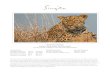 WILDLIFE JOURNAL SINGITA SABI SAND, SOUTH AFRICA ......Bird list The bird list for August includes five new bird species, bringing our yearly total to 274 so far - this was our total