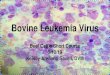 Bovine Leukemia Virus - University of Florida · Enzootic Bovine Leukosis Cow cancer Disease of Dairy Cattle? Retroviruses Human Immunodeficiency Virus (HIV) Human T-cell leukemia
