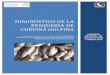 DIAGNÓSTICO DE LA PESQUERÍA DE CURVINA GOLFINA · 2018. 2. 28. · I. Introducción 1.1 Importancia de la pesquería La curvina golfina (Cynoscion othonopterus) representa actualmente