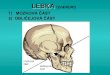 LEBKA cranium 1) MOZKOVÁ ÁST 2) OBLIEJOVÁ ÁSTLEBKA (cranium) 1 –kost elní 2 –kost temenní 3 –kost spánková 4 –kost klínová 5 –kost týlní 6 –kost nosní 7 8