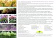 The Greatest Scapes: Ornamental Grasses as Cut Flowers John … · 2020. 1. 23. · The Greatest Scapes: Ornamental Grasses as Cut Flowers John Friel, Emerald Coast Growers Growers