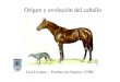 Origen y evolución del caballo...Origen y evolución del caballo Años Género Características 10 mill Pliohippus 120 cm. Un dedo. Grandes migraciones. Origen del Tarpán y Przewalskii,