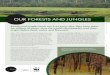 OUR FORESTS AND JUNGLES - WWFOUR FORESTS AND JUNGLES Forests and jungles touch our lives every day. They have done for millions of years, since the world’s first peoples used them