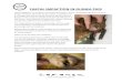 Feacal Impaction in Guinea Pigs - The Unusual Pet Vets...the rectum. This collection of faeces then ‘dilates’ this area causing more faeces to accumulate in this area. The impacted