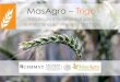 MasAgro Trigo - Seeds of Discovery · 2017. 10. 11. · Incrementos en el potencial de rendimiento en el Germoplasta de trigo de CIMMYT en el Valle del Yaqui de 1951 a 2013 0 1000
