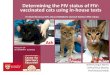 Feline Leukaemia Virus infection: investigation of a case ... FIV Diagnosis G2Z... · Dr Mark Westman BVSc (Hons) MANZCVSc (Animal Welfare) PhD Scholar A/Prof Jacqui Norris A/Prof