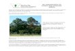 Home page | Butterfly Conservation · Web viewEven Dutch elm disease-resistant trees are at risk from Elm Zigzag Sawfly. If you find Elm Zigzag Sawfly larval feeding damage on Elm