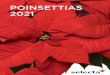 POINSETTIAS 2021...Plus, Christmas Joy White is the top-selling white poinsettia in the Selecta One lineup. Due to the uniformity across all colors, Christmas Joy is also our number