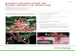 Early Detection of Rose Rosette Disease...Mark Windham, Distinguished Professor Frank Hale, Professor and UT Extension Specialist Department of Entomology and Plant Pathology Rose