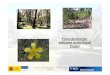 Forest Biodiversity indicators in the Biosoil Project · 2016. 4. 19. · Forest Biodiversity . indicators in the Biosoil . Project. MINISTERIO. DE CIENCIA . Y TECNOLOGÍA. INSTITUTO