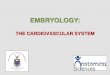 The cardiovascular system - University of the Witwatersrandanatomical-sciences.health.wits.ac.za/revision/Embryology...Multiple choice questions The umbilical arteries form the following