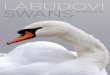 ZORAN B. R. LABUDOVIzooloskodrustvosrbije.org.rs/wp-content/uploads/2018/12/...beli. Perje počinje da dobija belu boju tokom prve zime, ali se neka siva pera zadržavaju skoro i do