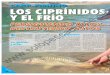 CARP-FISHING LOS CIPRÍNIDOS Y EL FRÍOsolopescaonline.es/articulos/rio/carpfishing/santana.pdf · 2016. 1. 11. · Vista parcial de la zona ocupada, con las baterías ya montadas