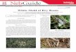 White Mold of Dry Beans · 2017. 7. 26. · White mold symptoms, infection, and control in dry beans for western Nebraska and Colorado. Introduction One of the most important diseases
