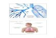 Respiratory System - WOUlemastm/Teaching/BI336... · 2013. 4. 12. · Respiratory System For the body to survive, there must be a constant supply of O 2 and a constant disposal of