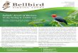 Sabah: Jewel of Borneo - Bellbird Birding Tours...Clothing: Lightweight long pants, t-shirt and long-sleeved shirt, over the top of which you can wear layers that can be taken off