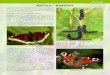 Biológia Motýle – babôčkystary.mladyvedec.sk/.../38/Mlady_vedec_38-Motyle-babocky.pdf · 2019. 1. 16. · Farba kukly závi-sí od miesta výskytu. Ak je toto miesto pod kameňmi,