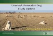 Livestock Protection Dog Study Update...Kangal, Karakachan, Cão de Gado Transmontano, white dogs Breeds Behavior data via focal sampling & simulations Methods Simulation tests Methods