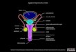 Appareil reproducteur mâle - UNIGE Appareil reproducteur femelle bulbe du clitoris (corps spongieux) pilier du clitoris (corps caverneux) gland du clitoris glande paraurétrale (Skene)