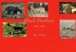 Black Panthers - 3rd Grade Adventures · 2018. 10. 23. · Black Panthers By Chad. Body Covering Panthers have dark brown fur that camouﬂages them. This helps them sneak up on prey