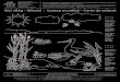 Vízi világ – kifestő Lumea acvatic – Carte de colorat| ăkovizig.hu/06-projektek/02-europa-unios-projektek/10-tajvizhaz/... · Körös-vidéki Vízügyi Igazgatóság H-5700