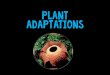 Plant Adaptations - Lincolnlucemath.weebly.com/.../2/4/5/22455646/plant_adaptations.pdf · 2019. 9. 11. · Plant adaptations for pollination 1. Pollination by ANIMALS (insects, birds,