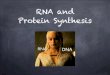 RNA and Protein Synthesis · 2019. 10. 2. · directly involved in protein synthesis (proteins produce particular traits in individuals) a gene does not directly control protein synthesis,